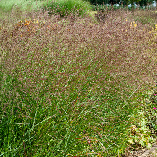 Aufrechte Rispe Shenandoah - Bakker