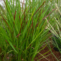 Rutenhirse Squaw - Bakker
