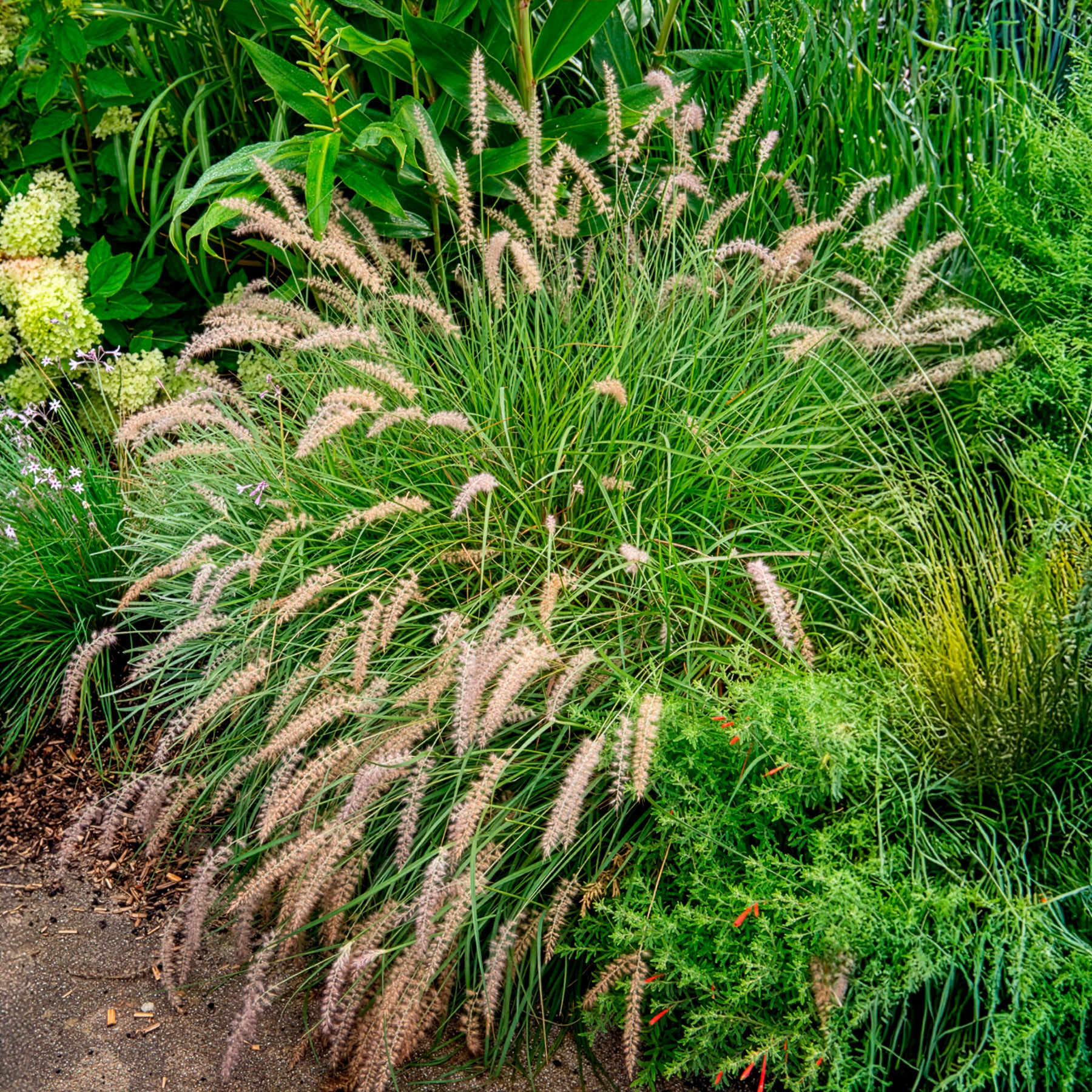 Gelbstiel-Kraut - Pennisetum alopecuroides gelbstiel - Bakker