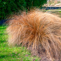 Federborstengras 'Herbstzauber' - Pennisetum alopecuroides herbstzauber - Bakker