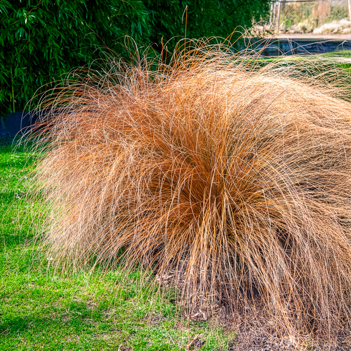 Federborstengras 'Herbstzauber' - Pennisetum alopecuroides herbstzauber - Bakker
