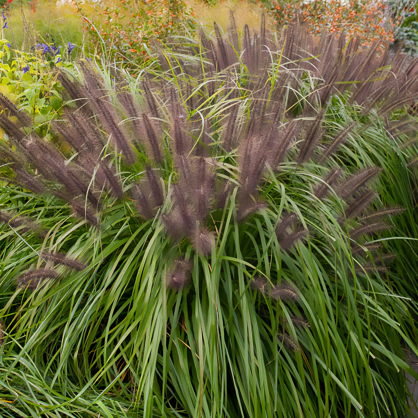 Pennisetum alopecuroides moudry - Federborstengras 'Moudry' - Pennisetum