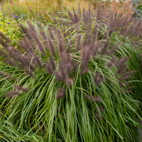 Pennisetum alopecuroides,Stipa tenuissima ,Festuca glauca - 3 Ziergräser für trockenen Boden - Gräser