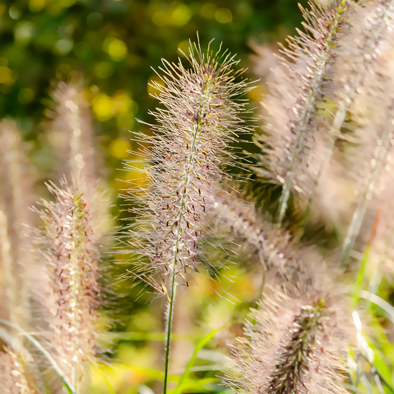 Federborstengras 'Moudry' - Pennisetum alopecuroides moudry - Bakker