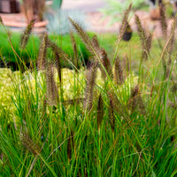 Pennisetum - Federborstengras 'Moudry' - Pennisetum alopecuroides moudry