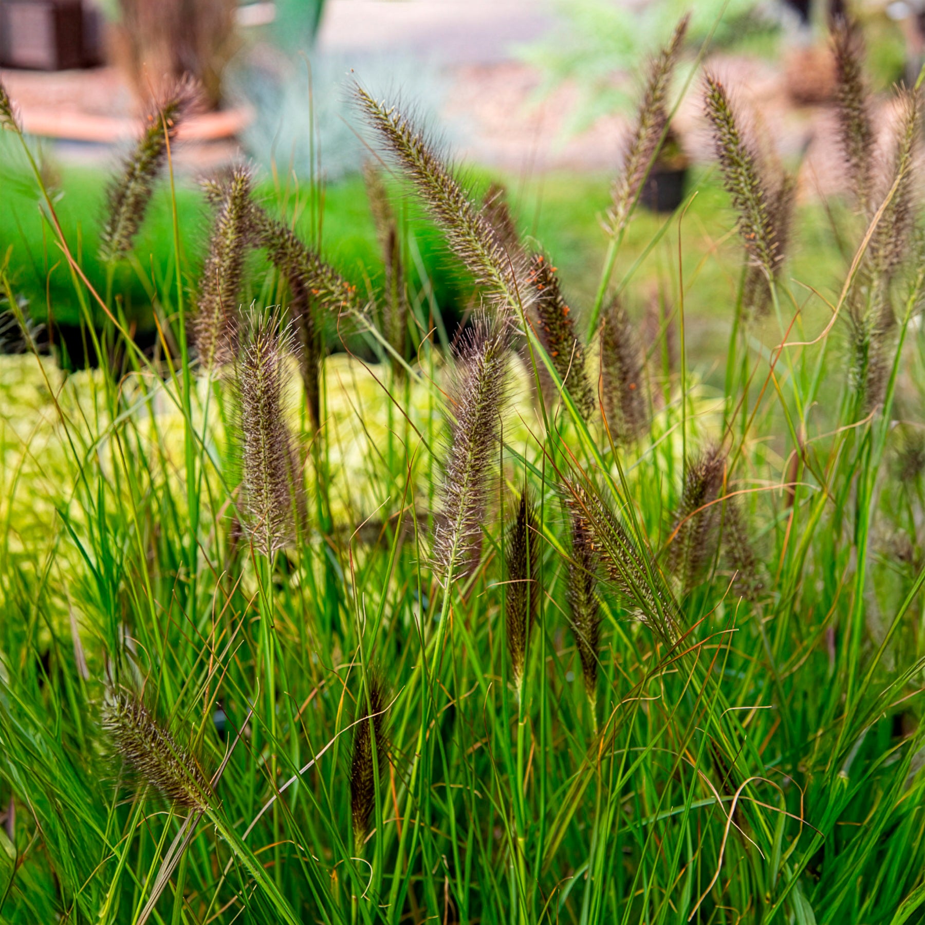 Pennisetum - Federborstengras 'Moudry' - Pennisetum alopecuroides moudry