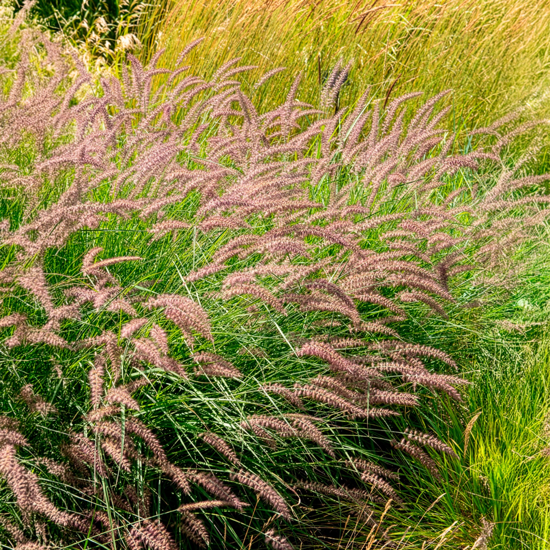 Verkauf Lampenputzergras Karley Rose - Pennisetum orientale Karley Rose ®