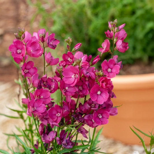 Schmuckmalve Brillant - Bakker