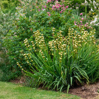 Gestreiftes Grasschwertel - Sisyrinchium striatum - Bakker