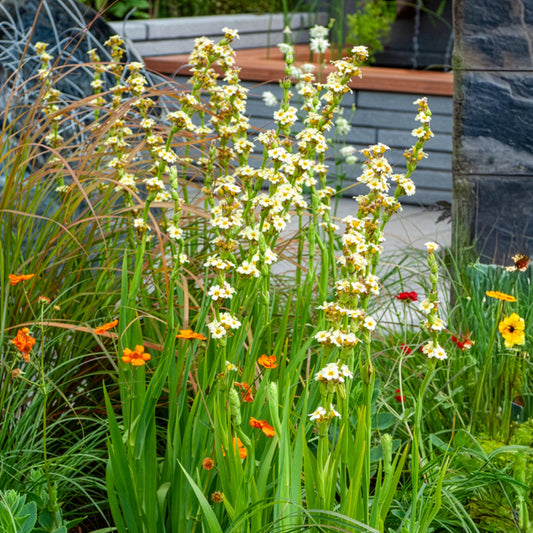 Gestreiftes Grasschwertel - Bakker