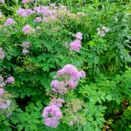 Akeleiblättrige Wiesenraute Black Stockings - Bakker