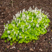 Verkauf Herzblättrige Schaumblüten - Tiarella cordifolia