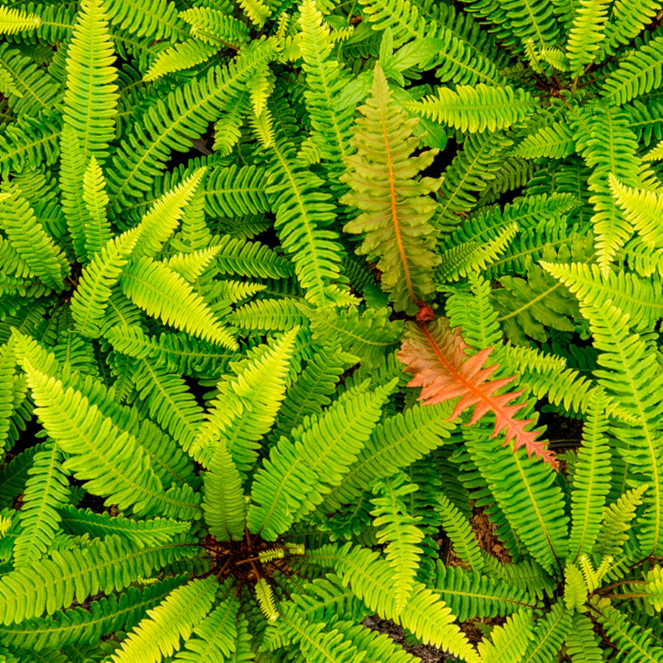 Blechnum spicant - Rippenfarn - Stauden