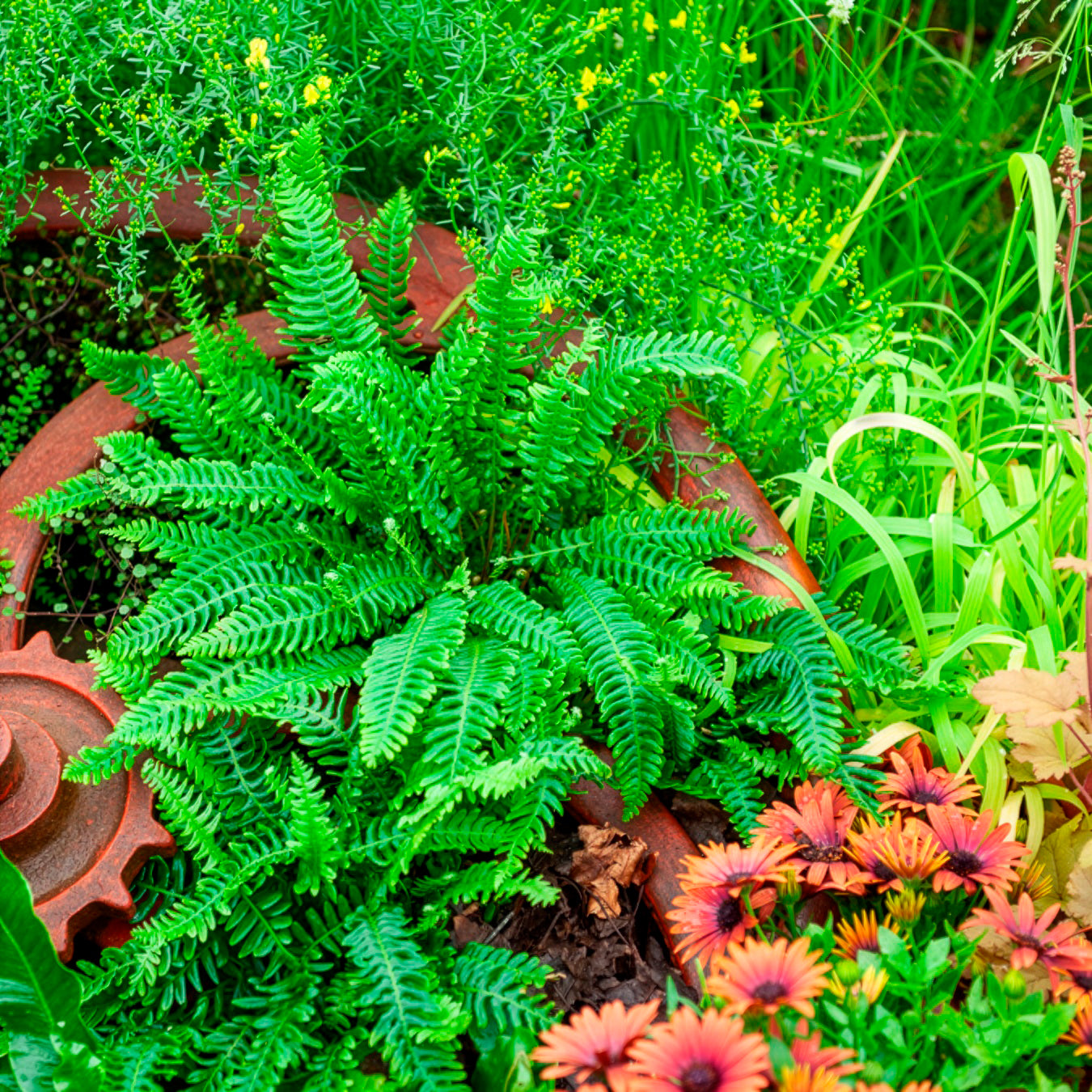 Rippenfarn - Blechnum spicant - Bakker