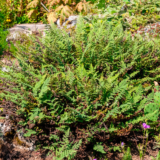 Haariger Pelzfarn - Bakker