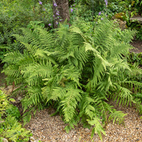 Echter Wurmfarn - Dryopteris filix-mas - Bakker