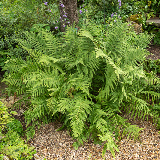 Echter Wurmfarn - Bakker