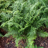 Wurmfarn Cristata - Bakker