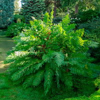 Verkauf Königlicher Osmonde