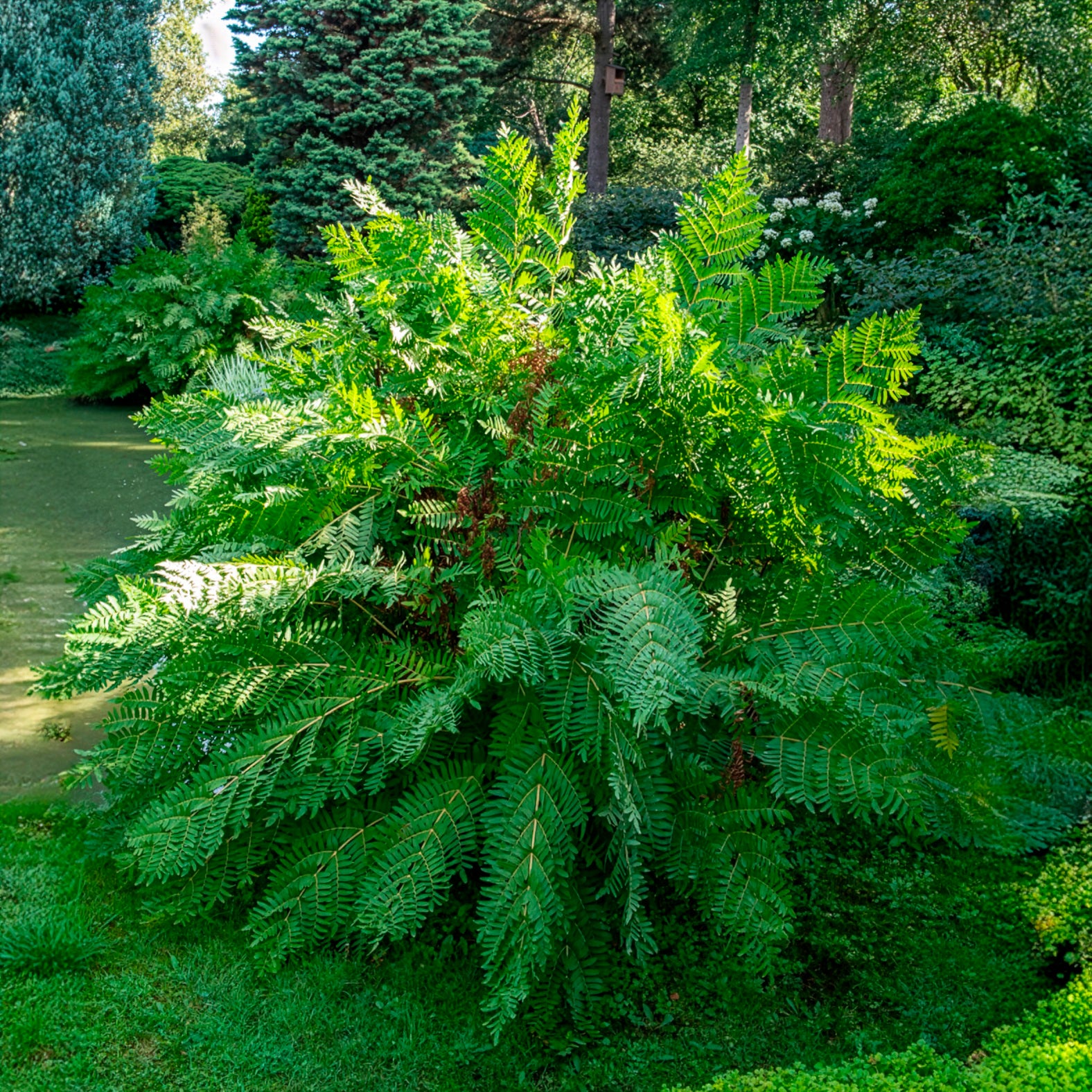 Verkauf Königlicher Osmonde