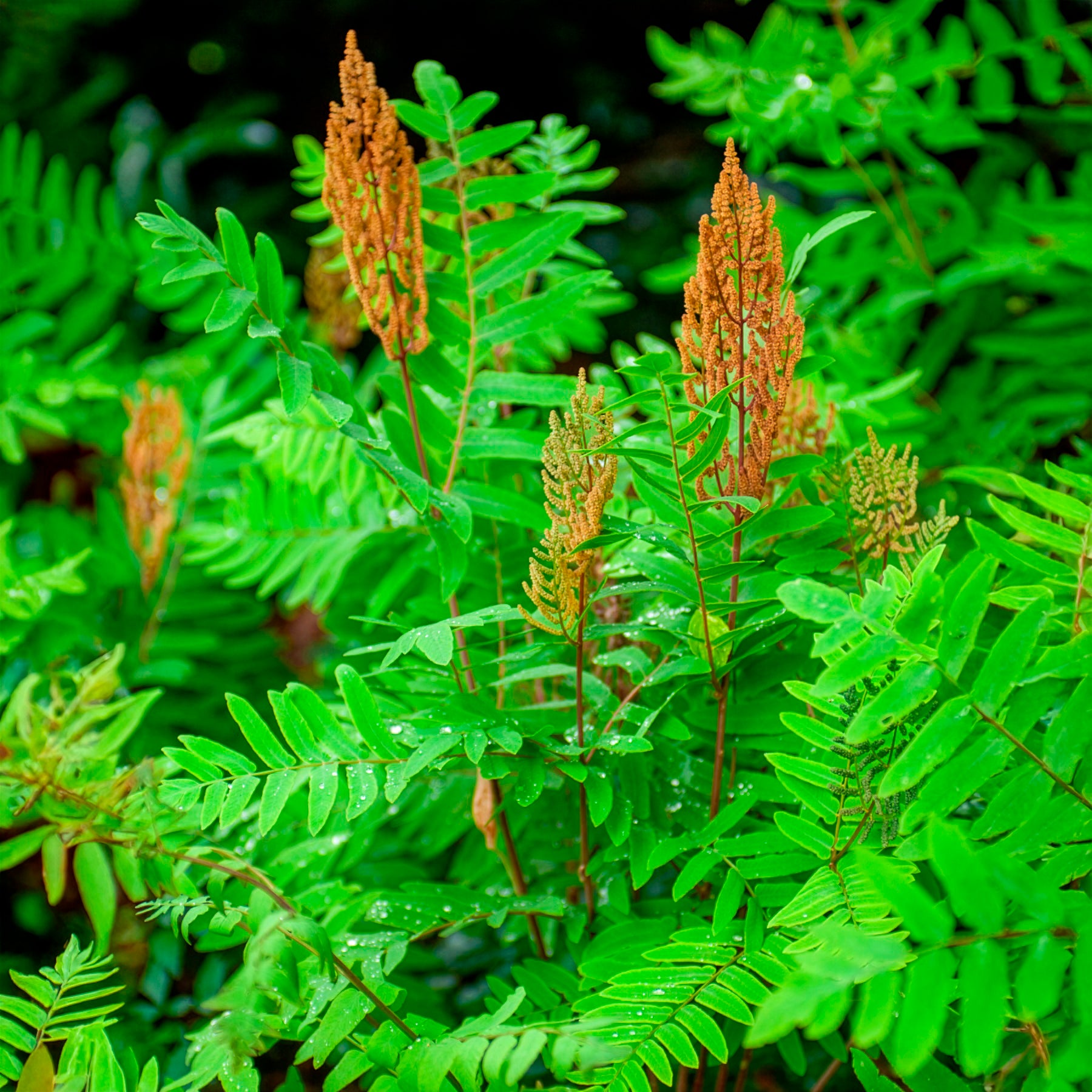 Osmunda regalis - Königlicher Osmonde - Farne