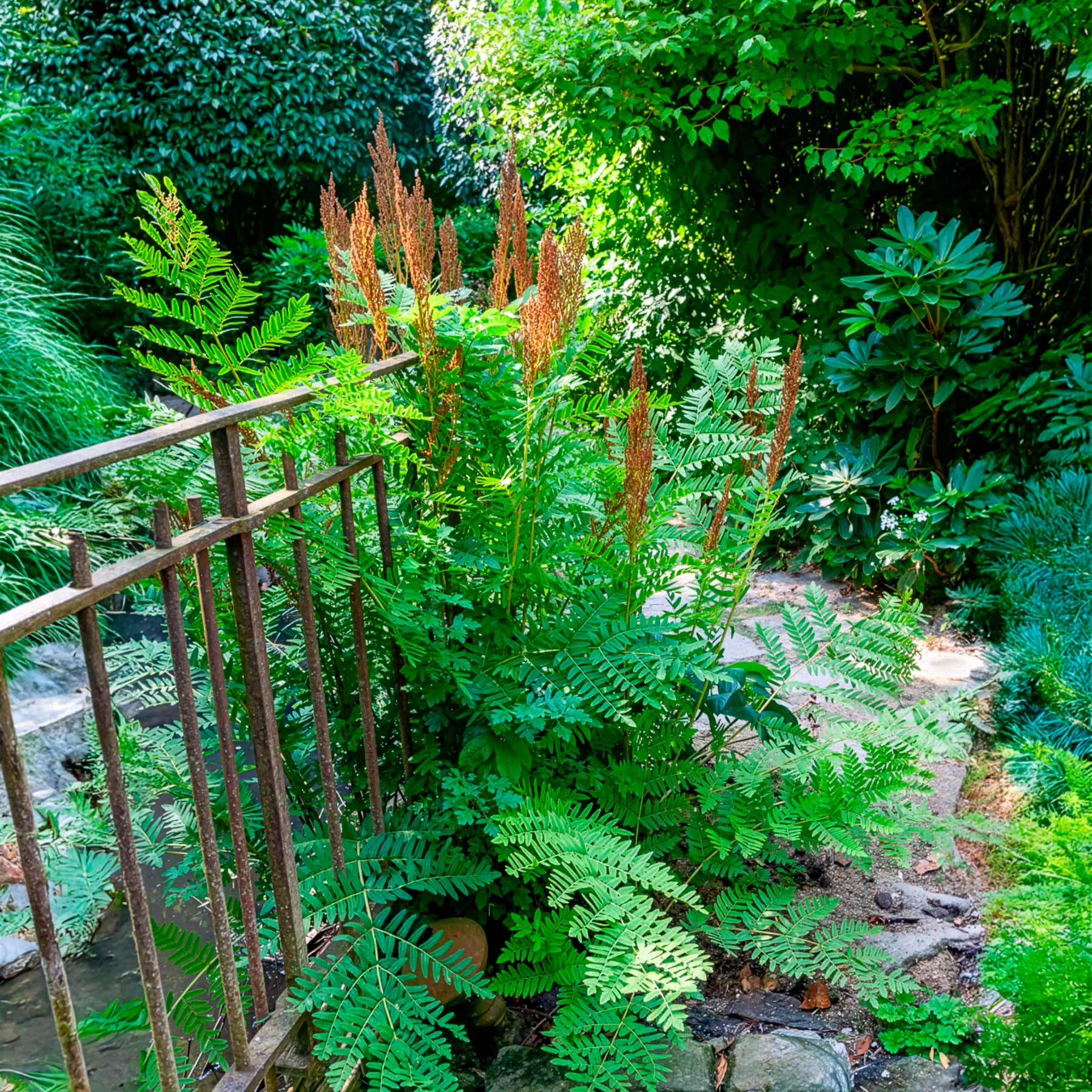 Farne - Königlicher Osmonde - Osmunda regalis