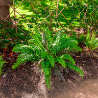 Stauden - Polystic - Polystichum munitum