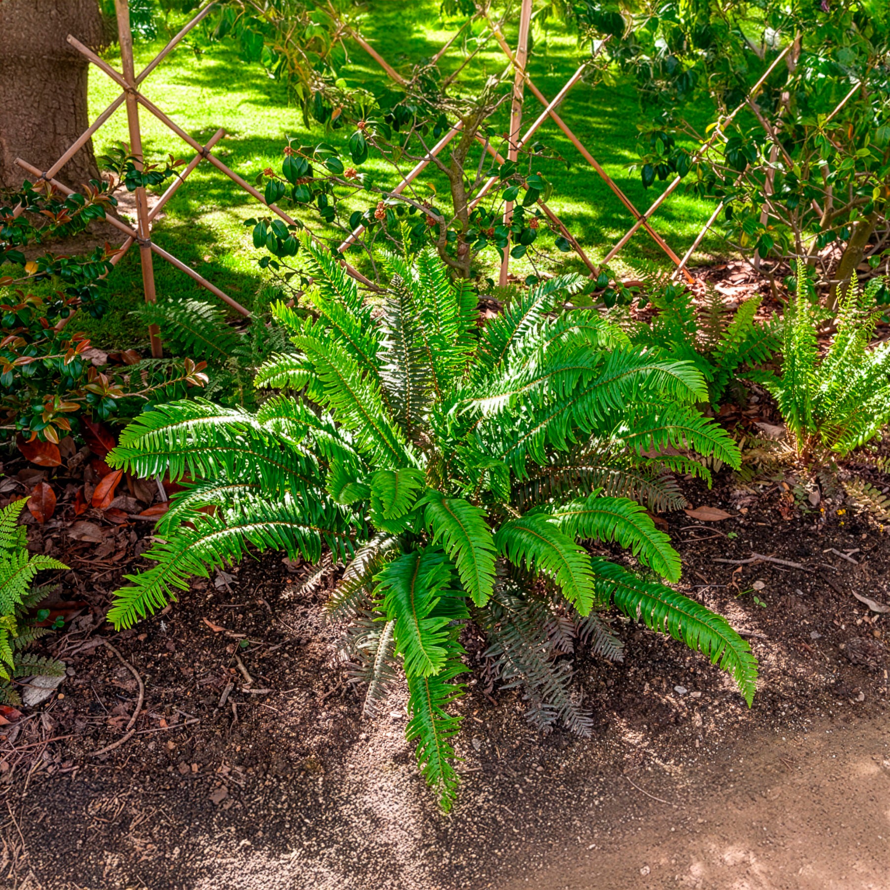 Stauden - Polystic - Polystichum munitum