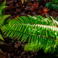 Verkauf Polystic - Polystichum munitum
