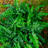Verkauf Japanische Aspidie Bärentatzen - Polystichum polyblepharum