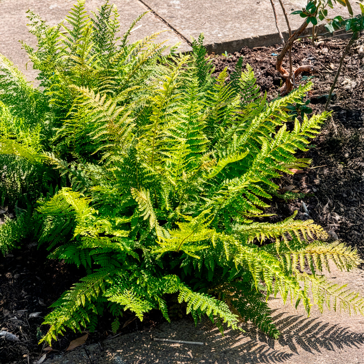 Grannen-Schildfarn - Polystichum setiferum - Bakker