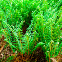 Aspidie Dahlem Polystic mit steifen Wimpern Dahlem - Bakker
