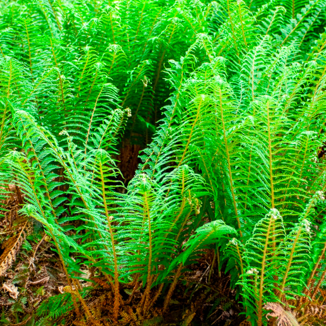 Aspidie Dahlem Polystic mit steifen Wimpern Dahlem - Bakker