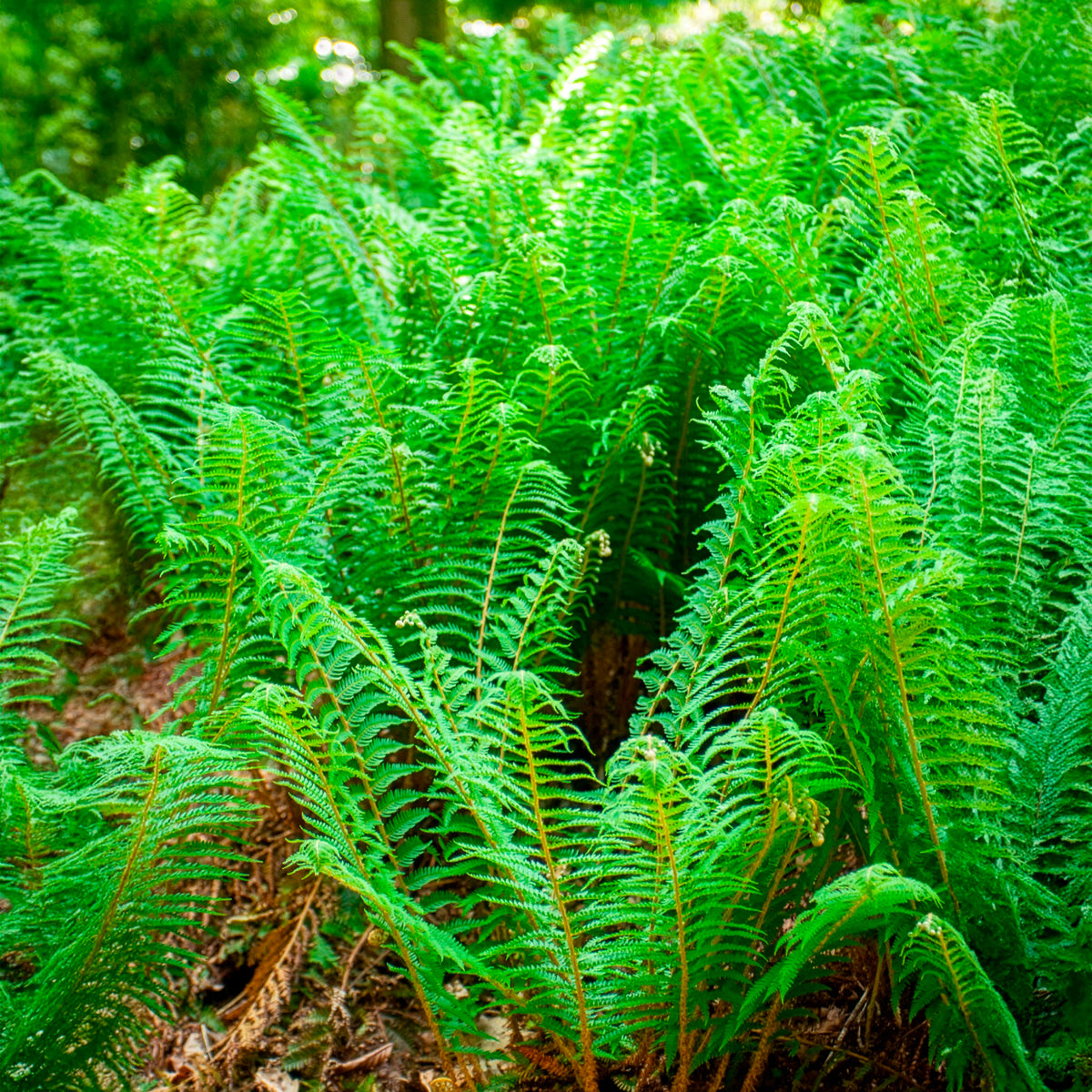 Schwertfarn ‘Dahlem’ - Polystichum setiferum Dahlem - Bakker