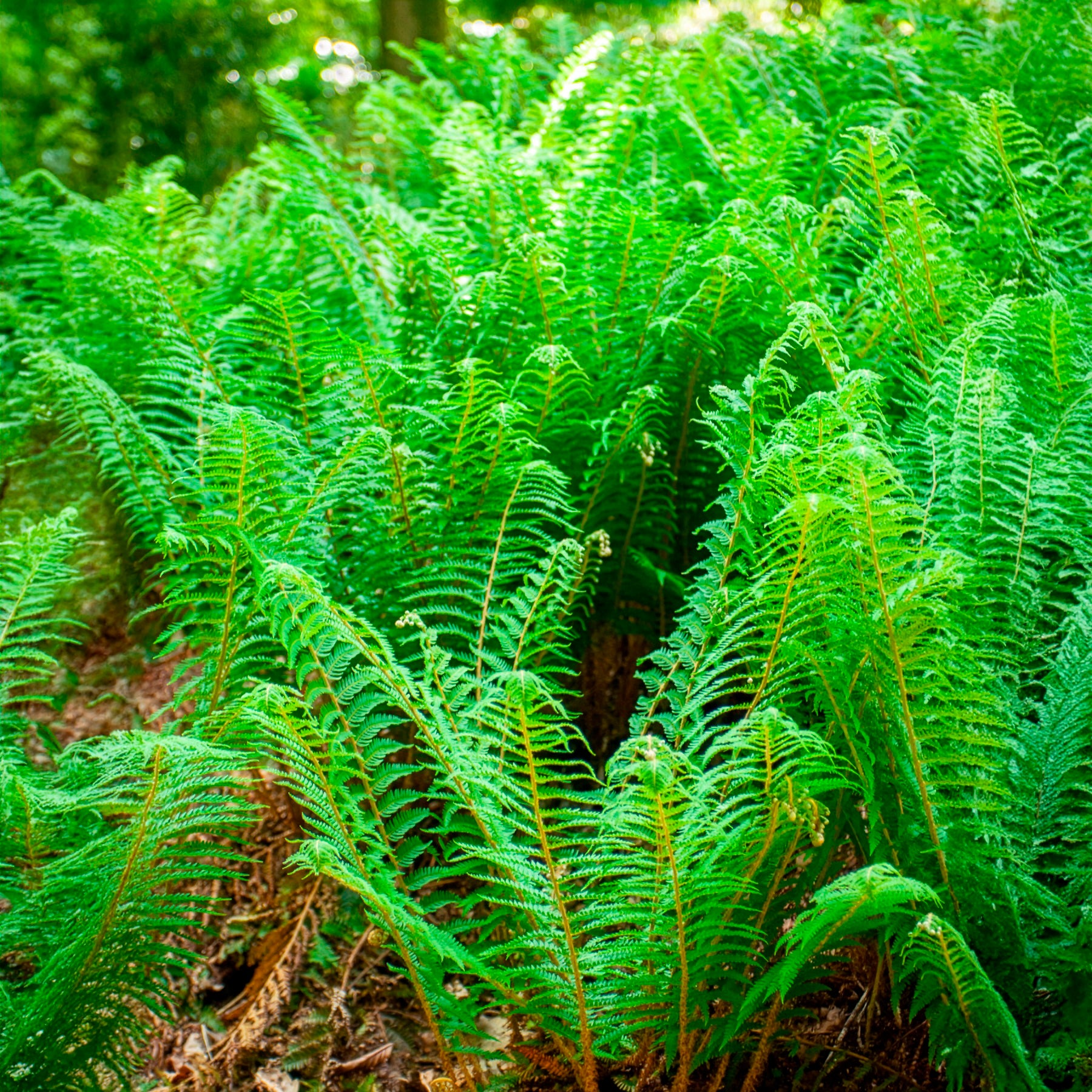 Aspidie Dahlem Polystic mit steifen Wimpern Dahlem - Polystichum setiferum Dahlem - Bakker