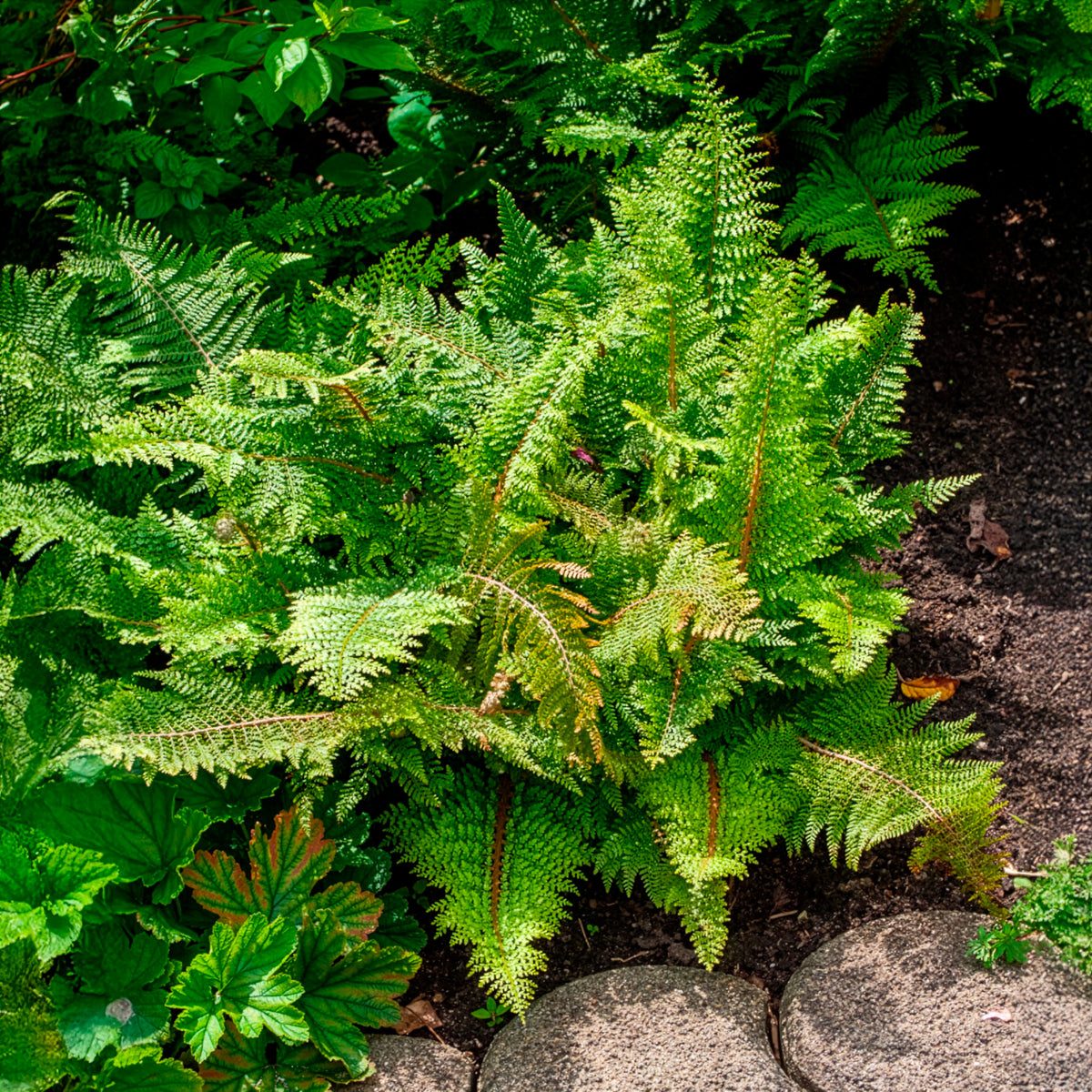 Verkauf Schwertfarn ‘Plumoso-Densum’ - Polystichum setiferum plumoso-densum