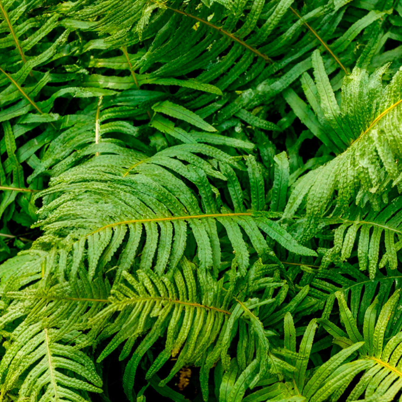 Gewöhnliches Polypode - Polypodium vulgare - Bakker