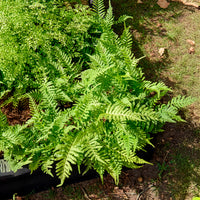 Gewöhnliches Polypode - Bakker