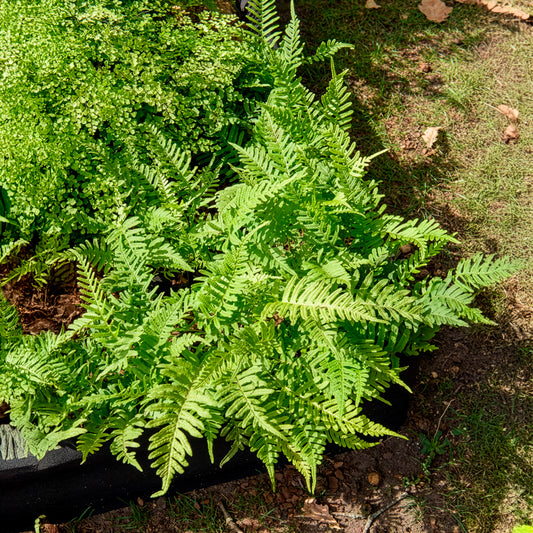 Gewöhnliches Polypode - Bakker