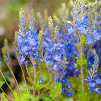Veronica austriaca Royal Blue - Großer Ehrenpreis Royal Blue - Veronica