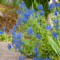 Großer Ehrenpreis Royal Blue - Veronica austriaca Royal Blue - Bakker