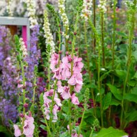 Verbascum Pink Domino - Königskerze Pink Domino - Blühende Stauden