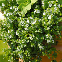 Kriechender Veronika (x3) - Veronica repens - Bakker