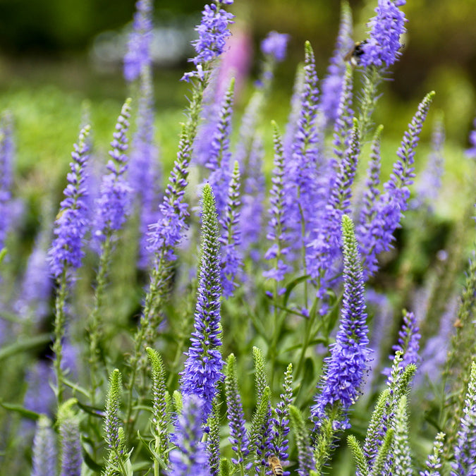 Veronika in Ähren (x3) - Veronica spicata - Bakker