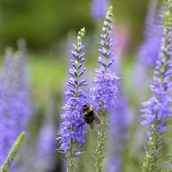 Veronica spicata - Veronika in Ähren (x3) - Stauden