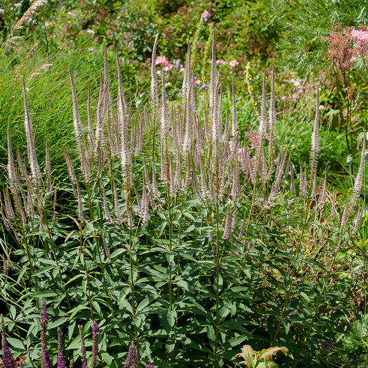 Virginia Roseum Veronika - Bakker