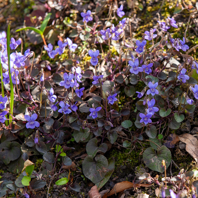 Stauden - Labrador-Veilchen (x3) - Viola labradorica