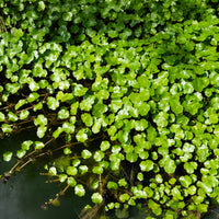 Wassernabel - Bakker