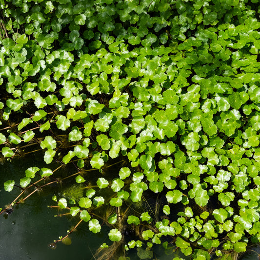 Wassernabel