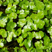 Verkauf Wassernabel - Hydrocotyle vulgaris